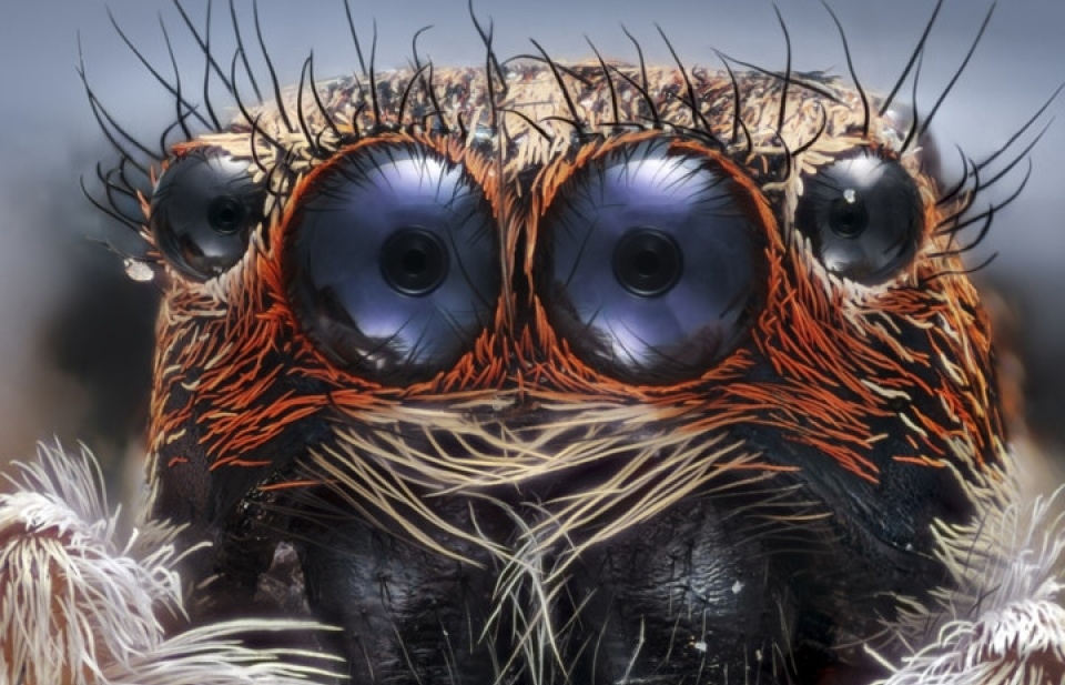 Thế giới đẹp ngỡ ngàng dưới ống kính hiển vi điện tử