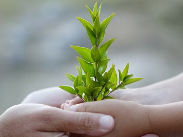 Cây xanh giúp lọc nước, giảm tỷ lệ tử vong ở trẻ do tiêu chảy