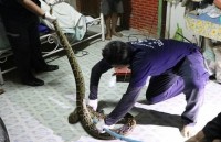 thai lan tran khung dai gan 4m nap trong may giat