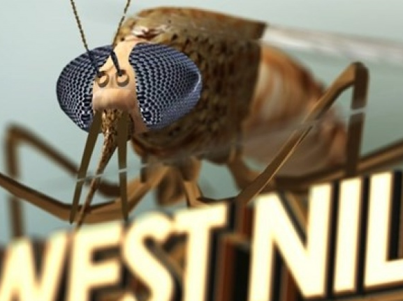 Mỹ: Thêm một trường hợp tử vong vì nhiễm virus Tây sông Nile