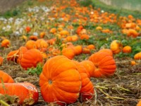 nhung buc anh thien nhien hoang da dep nhat tai anh