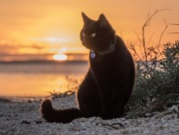 australia dua tro lai luc dia loai meo tui bien mat suot 50 nam