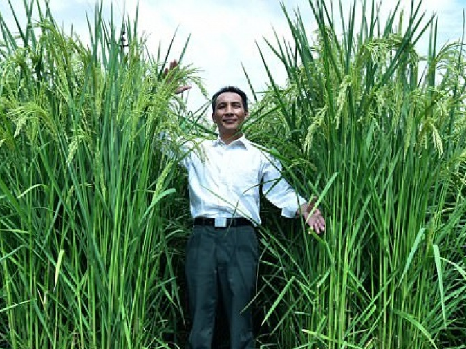 Trung Quốc khoe lúa cao quá đầu người, sản lượng gấp rưỡi