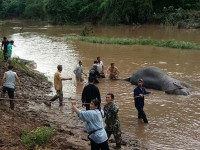 giai cuu nai mac ket trong lop tuyet day 2 m o canada