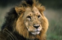 viet nam trung quoc hop tac chong buon ban dong vat hoang da