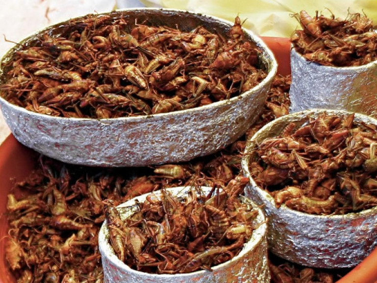 Người Italy thận trọng với thực phẩm côn trùng nhập khẩu