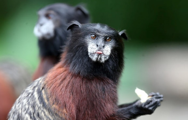 Muông thú ngẩn ngơ dưới tiết trời Thu đẹp nao lòng