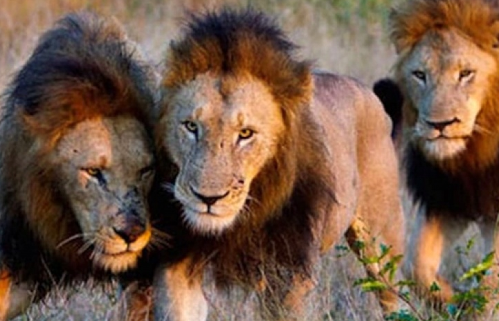 Bé gái được 3 con sư tử giải thoát khỏi những kẻ bắt cóc