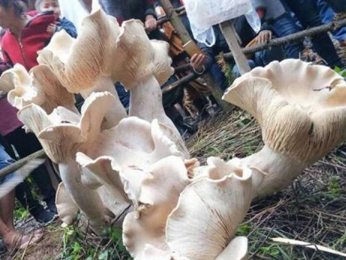 Nông dân sửng sốt khi phát hiện cây nấm khổng lồ cao gần 1m