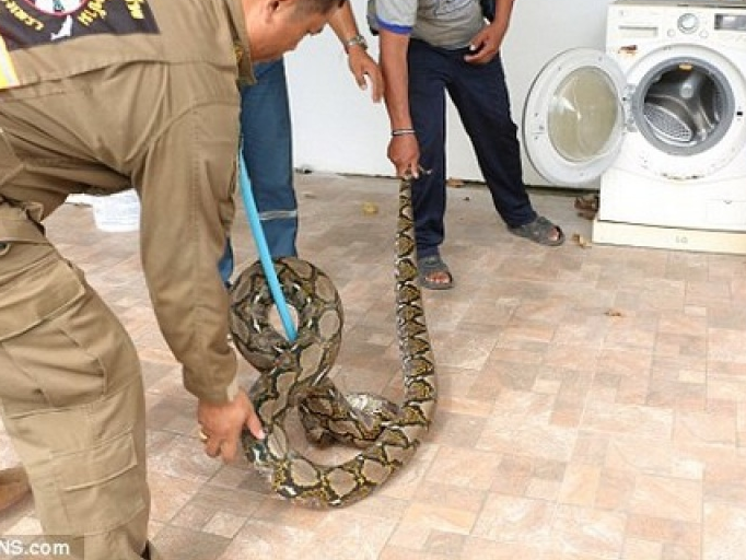Thái Lan: Trăn khủng dài gần 4m nấp trong máy giặt