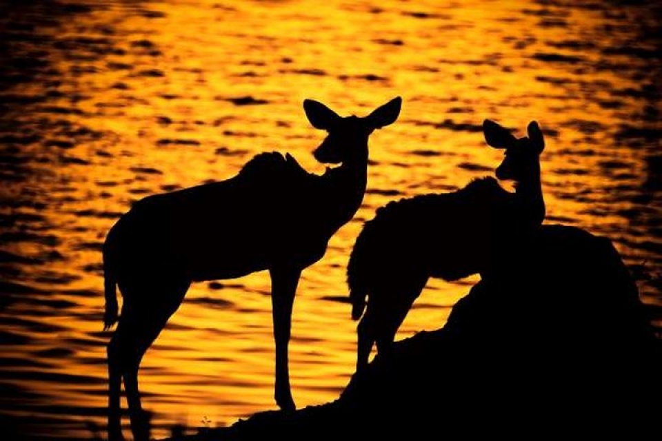 an tuong nhung buc anh nguoc sang chup dong vat dep ngo ngang