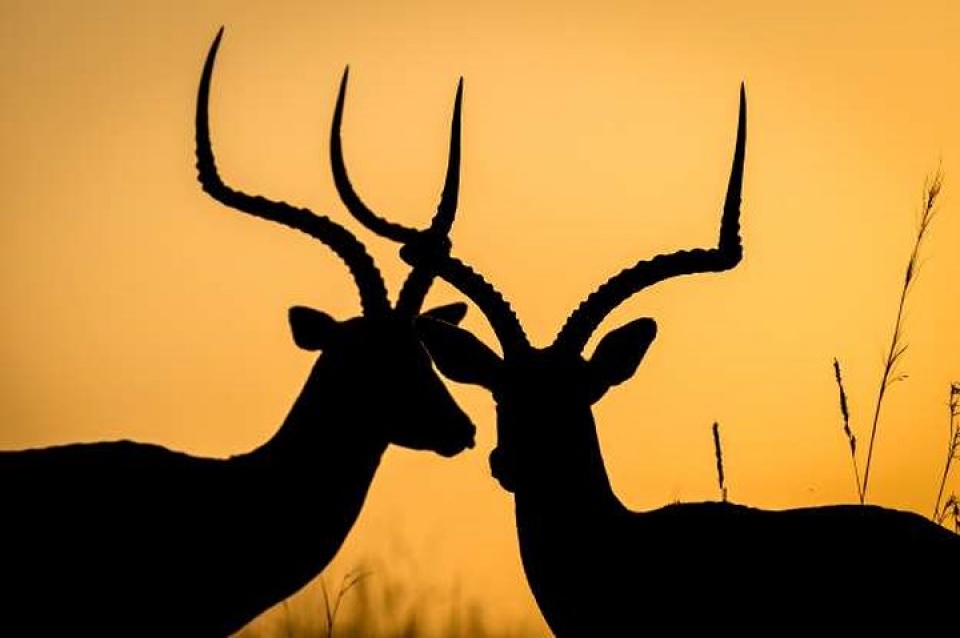 an tuong nhung buc anh nguoc sang chup dong vat dep ngo ngang