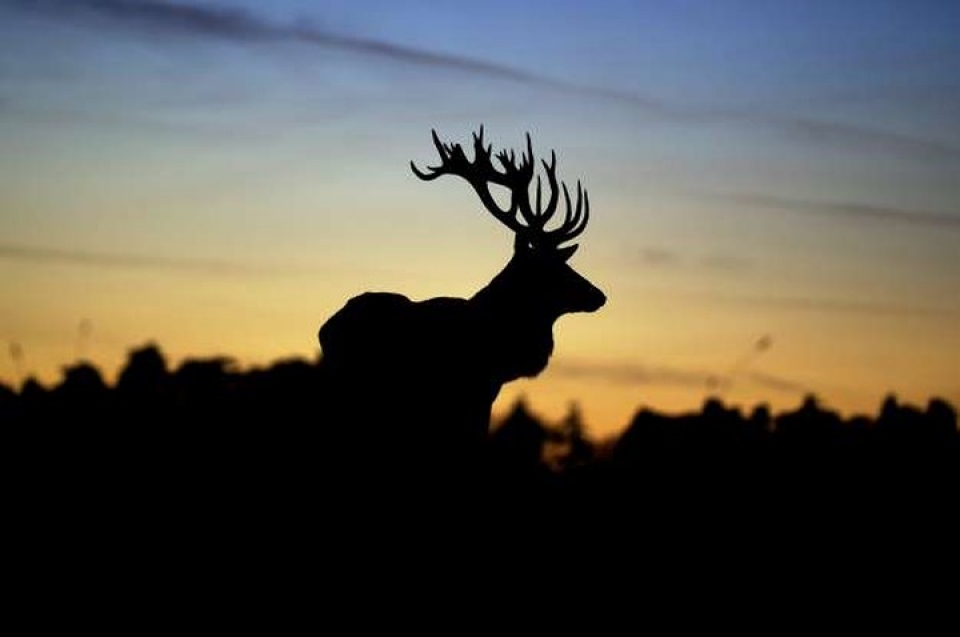 an tuong nhung buc anh nguoc sang chup dong vat dep ngo ngang