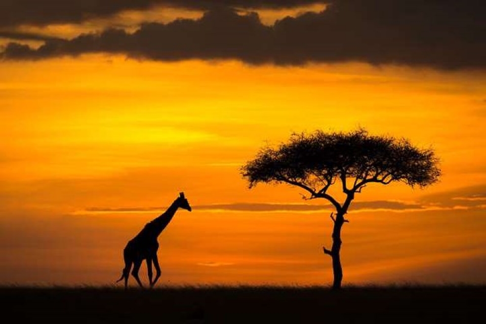 an tuong nhung buc anh nguoc sang chup dong vat dep ngo ngang