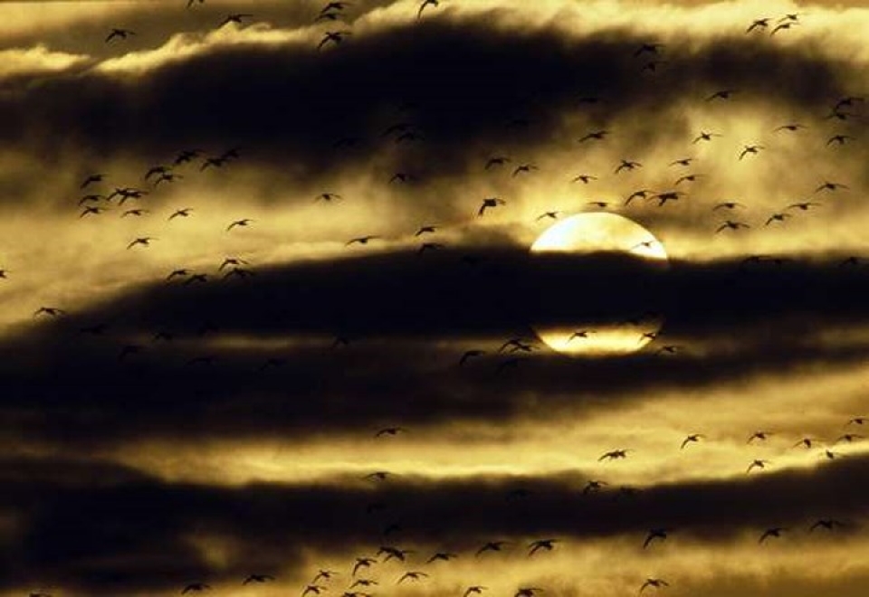 an tuong nhung buc anh nguoc sang chup dong vat dep ngo ngang