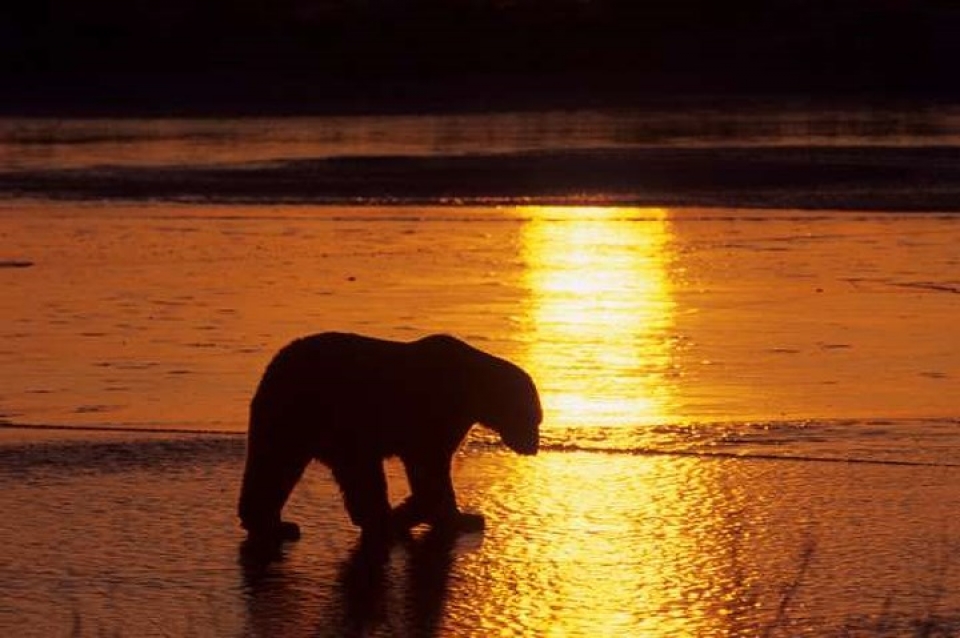 an tuong nhung buc anh nguoc sang chup dong vat dep ngo ngang