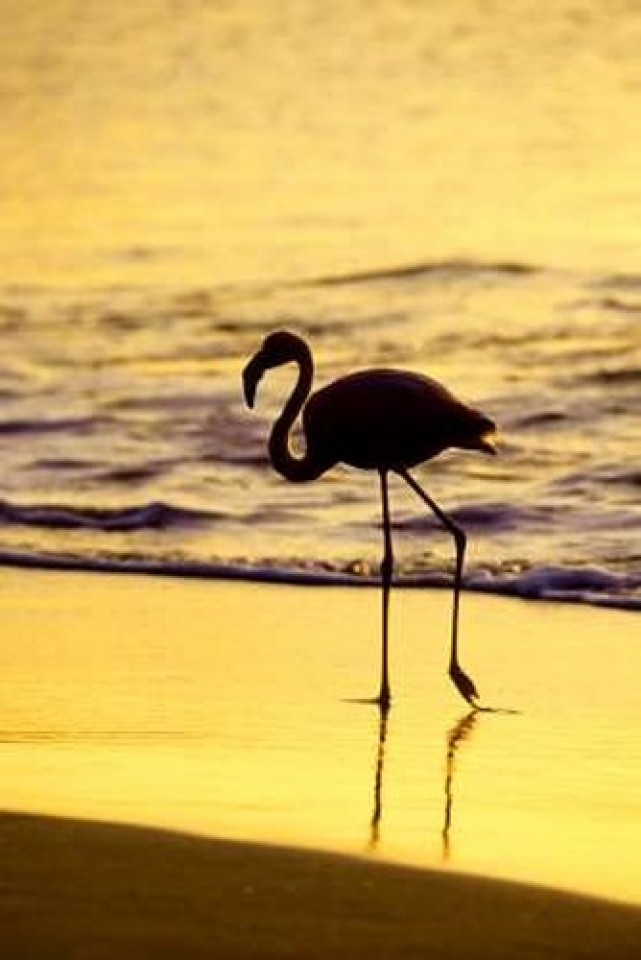 an tuong nhung buc anh nguoc sang chup dong vat dep ngo ngang