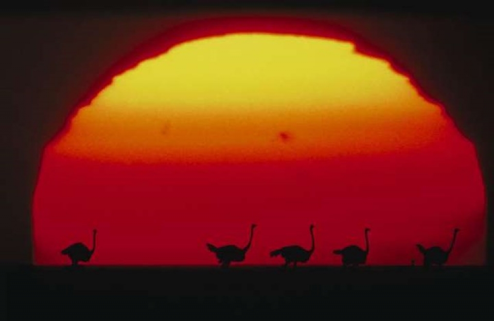 an tuong nhung buc anh nguoc sang chup dong vat dep ngo ngang