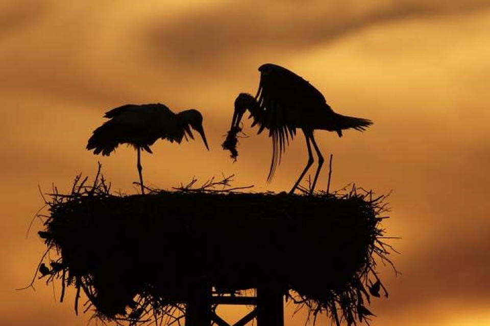 an tuong nhung buc anh nguoc sang chup dong vat dep ngo ngang