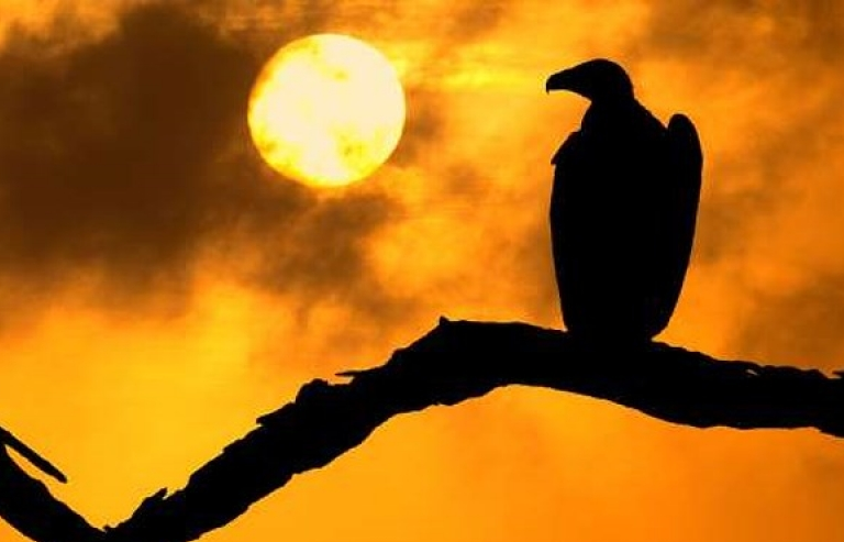 Ấn tượng những bức ảnh ngược sáng chụp động vật đẹp ngỡ ngàng