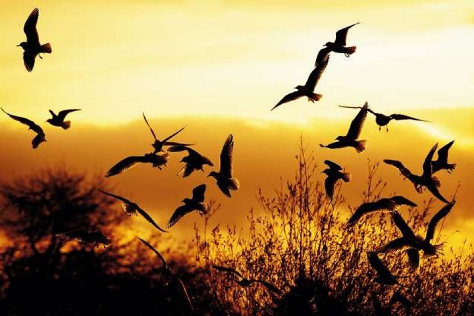 an tuong nhung buc anh nguoc sang chup dong vat dep ngo ngang