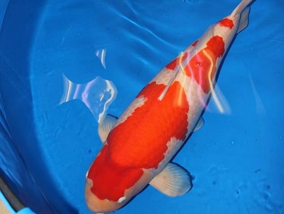 Cá chép Koi phá kỷ lục thế giới với trị giá gần 2 triệu USD ca chep koi pha ky luc the gioi voi tri gia gan 2 trieu usd