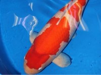 ky luc the gioi nhin tho nhay mua duoi nuoc vua duoc xac lap