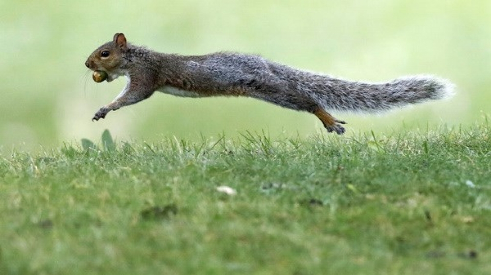 chuyen bay bi hoan do hanh khach mang dong vat ho tro cam xuc