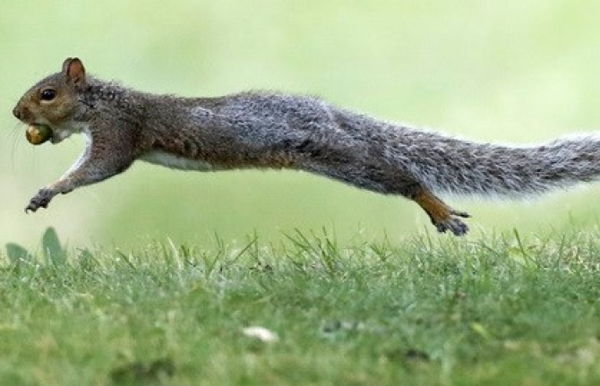 Chuyến bay bị hoãn do hành khách mang ''động vật hỗ trợ cảm xúc''