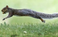 Chuyến bay bị hoãn do hành khách mang ''động vật hỗ trợ cảm xúc''