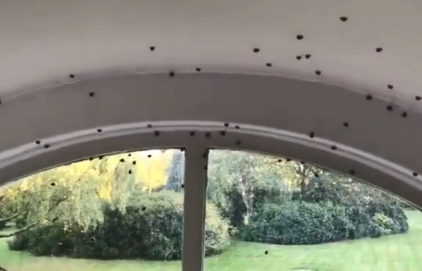 Anh: Choáng với ngôi nhà bị bọ rùa xâm lấn chỉ sau một đêm