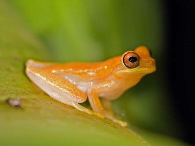 Ảnh hiếm về những loài động vật bị tuyệt chủng do bàn tay con người