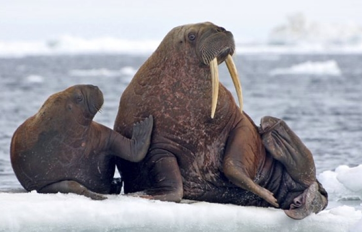 Thiên nhiên hoang dã tuyệt đẹp qua những bức ảnh