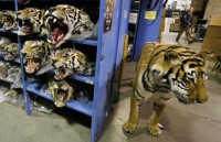 vet beo nhat the gioi dang ngan can treo soi toc do nam nguy hie m