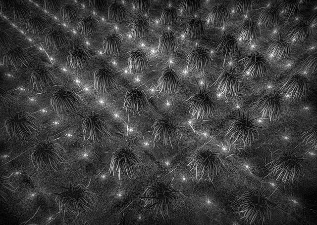 nhung goc anh dep cua nhiep anh gia viet nam tai giai anh quoc te