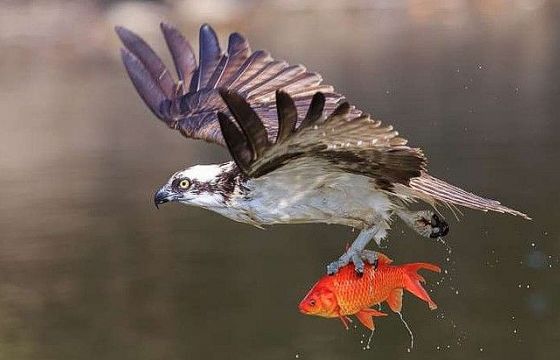 Cuộc săn mồi ngoạn mục của những 'chúa tể bầu trời'