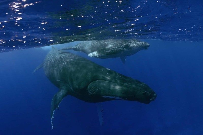 tan chay voi nhung buc anh gia dinh dang yeu cua cac loai dong vat