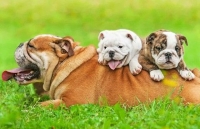 Tan chảy với những bức ảnh gia đình đáng yêu của các loài động vật