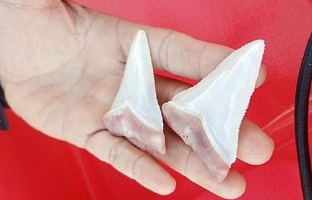 Cá mập khổng lồ gẫy răng vì... ăn nhầm phải thuyền Kayak