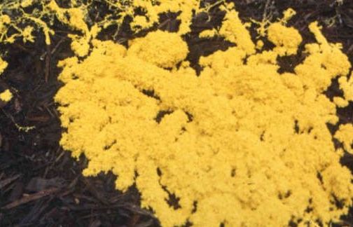 Phát hiện mới: Dạng sống phức tạp nhất thế giới có đến… 720 giới tính