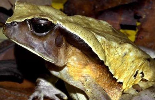 Loài cóc kì lạ ở Congo nguỵ trang bằng cách ‘hoá thân’ thành… rắn