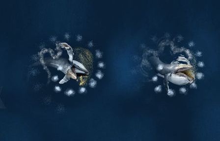 Cá voi lưng gù giăng lớp bẫy bong bóng để săn bắt mồi