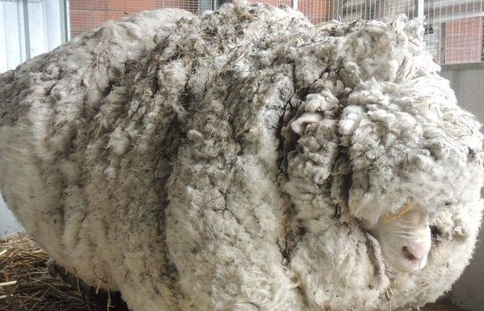 Sự ra đi của chú cừu Chris nổi tiếng về bộ lông khổng lồ nhất thế giới