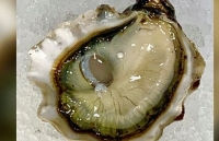 Mỹ: Đi ăn hàu, khách may mắn 'cắn' luôn được viên ngọc hiếm