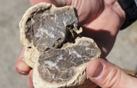 Phát hiện hoá thạch, bí ẩn về sự sống tái sinh trên Trái đất sau khủng long tuyệt chủng được hé lộ