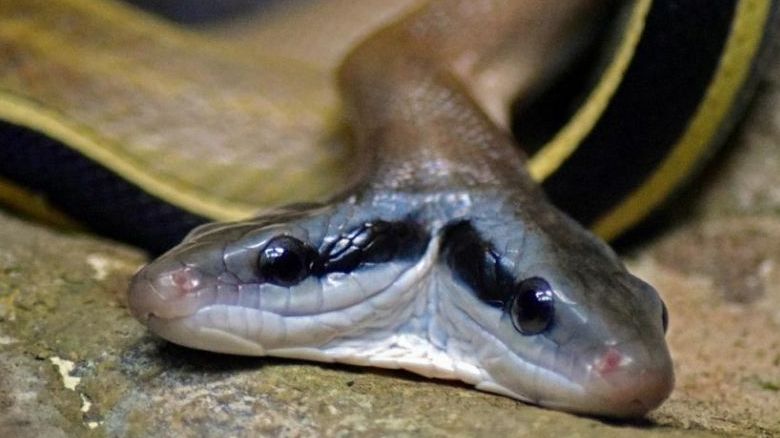 Mỹ: Rắn 2 đầu đột biến gen hiếm gặp đột nhập nhà dân