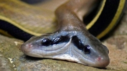 Mỹ: Rắn 2 đầu đột biến gen hiếm gặp đột nhập nhà dân