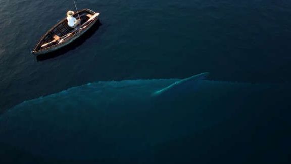 Cá mập khổng lồ megalodon là loài cá lớn nhất đại dương?