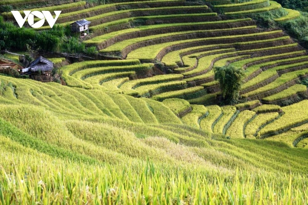 du khach hao hung kham pha mua vang mu cang chai