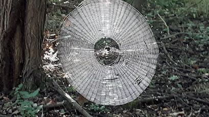 Choáng với mạng nhện khổng lồ đủ giăng bắt người trong khu rừng Mỹ